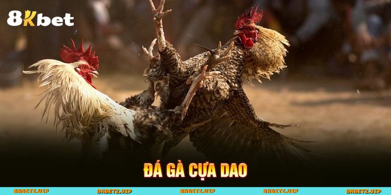 Đá gà cựa dao